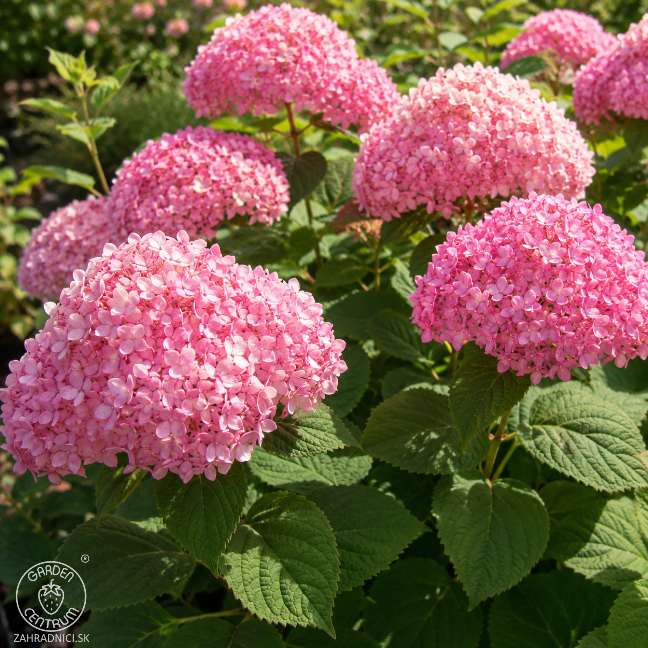 Obrázok Hortenzia stromčekovitá (Hydrangea arborescens) ‘Candybelle® Stand Up Pink’ - výška 30-40 cm, kont. C2L